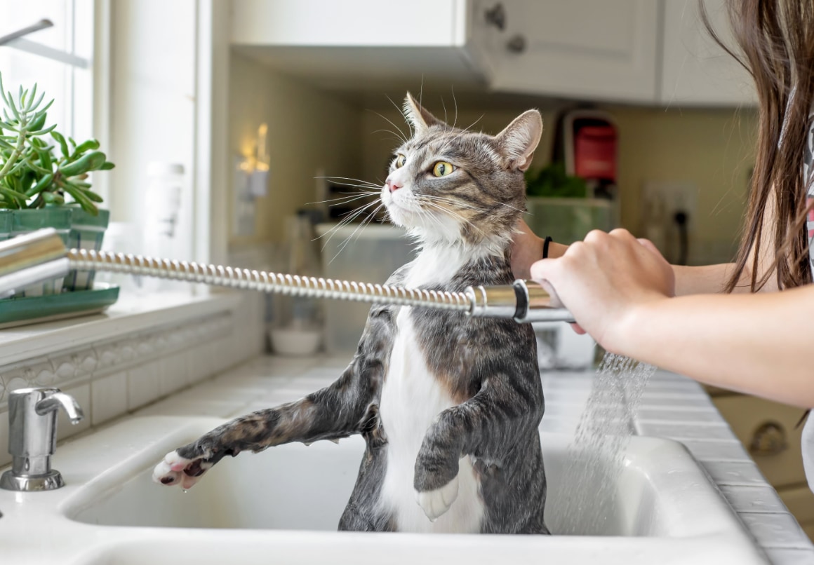 Kat wassen met ph-neutrale kattenshampoo