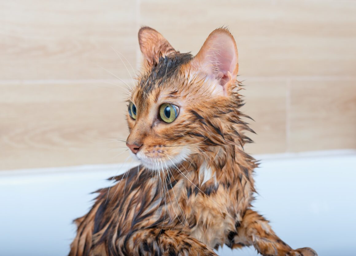 Een kat wassen: hoe kun je dat het beste doen?