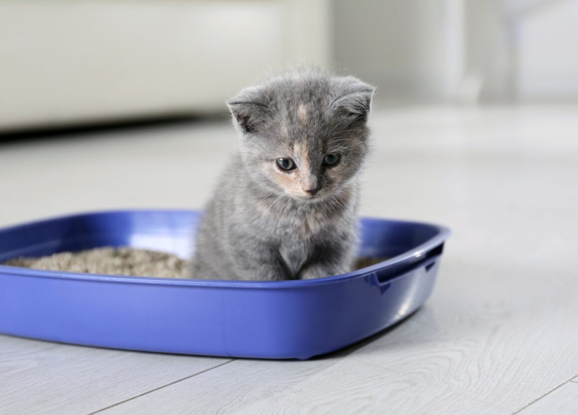 Je kat zindelijk maken? Volg dan dit stappenplan