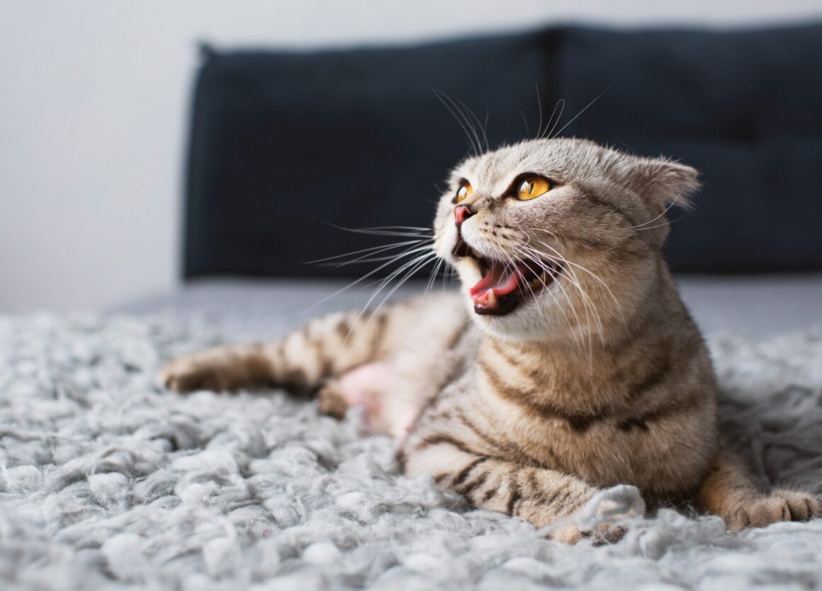 Kater miauwt veel: welke oorzaken kan dit hebben?