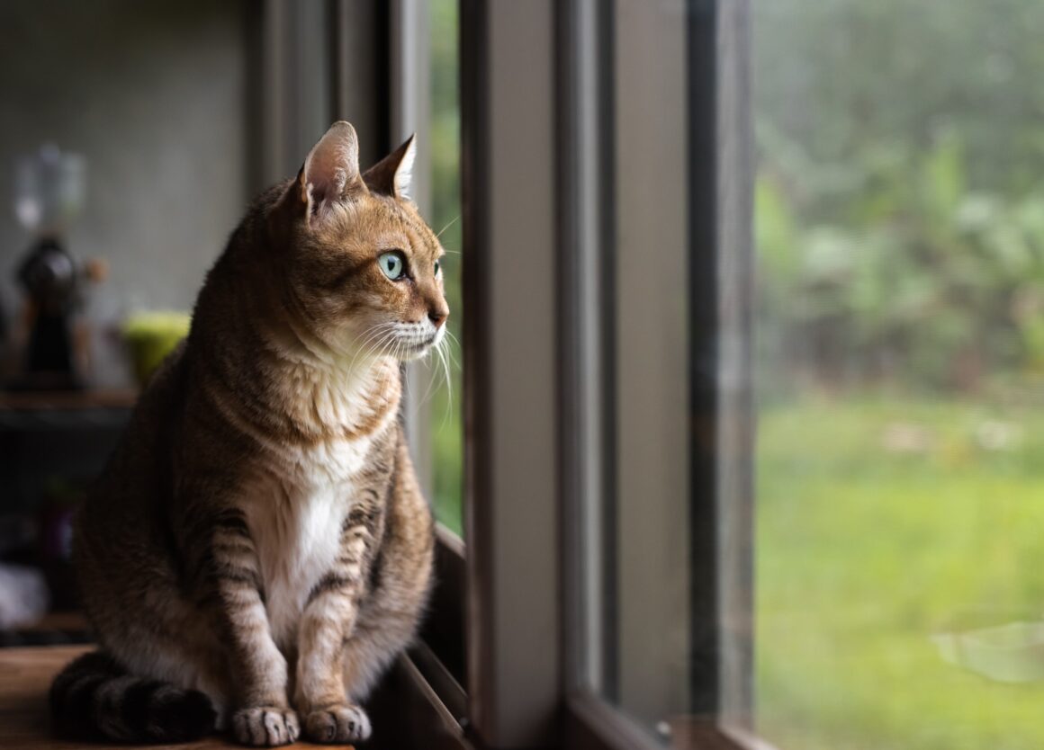 Kater miauwt veel door verlatingsangst