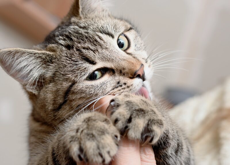 Katten bijten uit liefde en nog 5 liefdesverklaringen