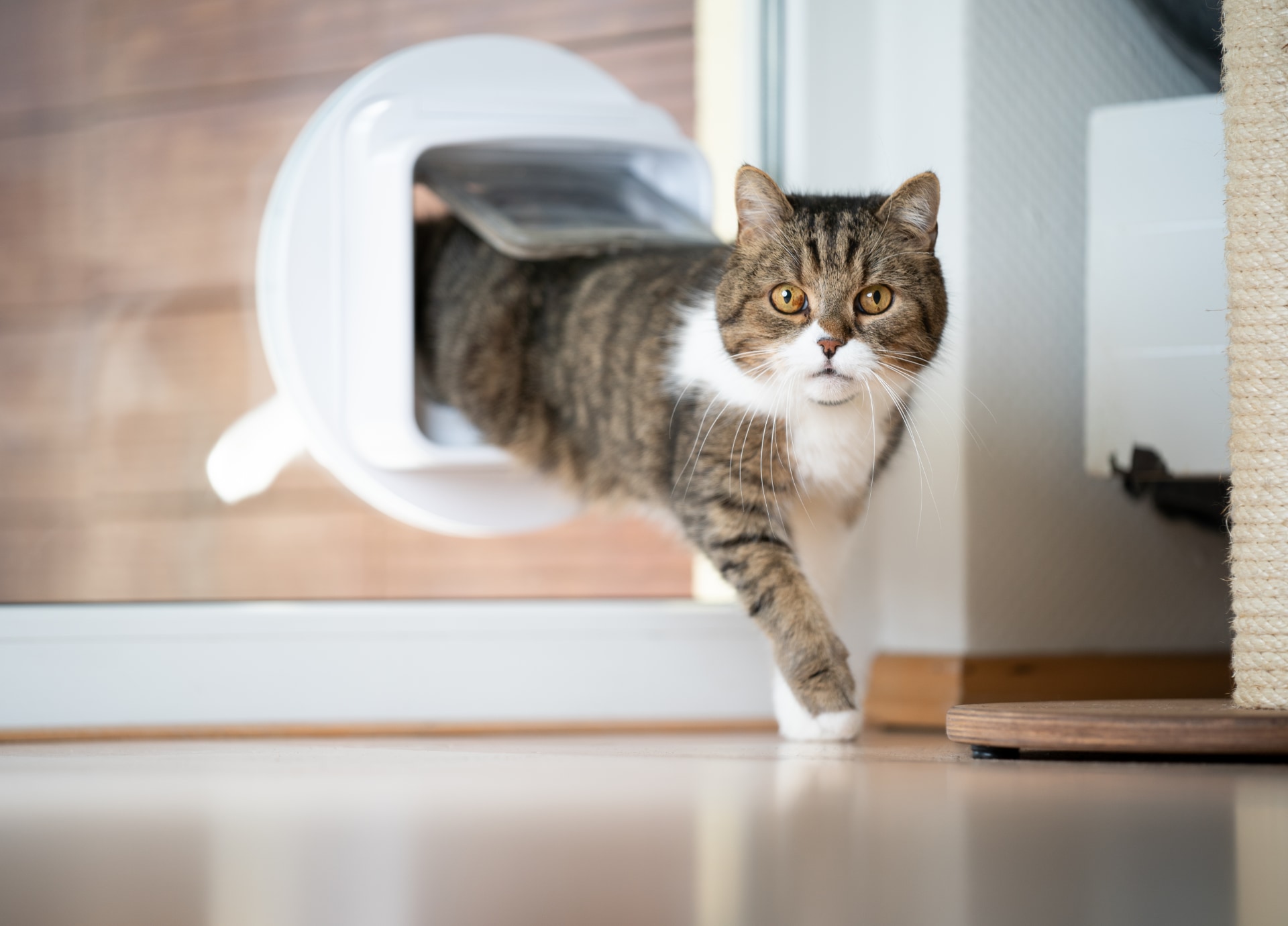 Kattenluik tegens stress bij katten