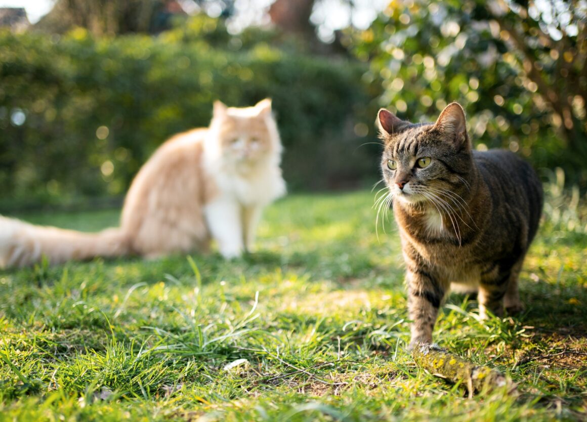 Wat zijn de kenmerken van een krolse poes?