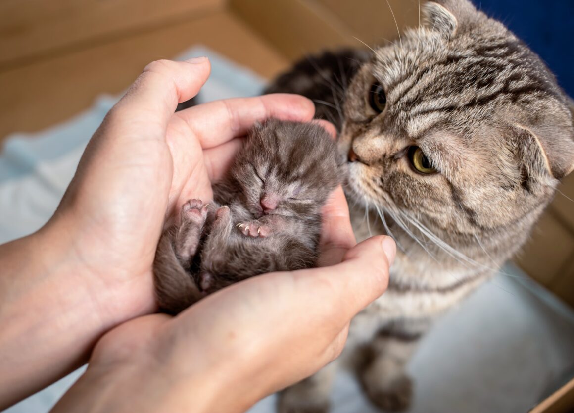 Zo introduceer je een kitten bij een volwassen kat
