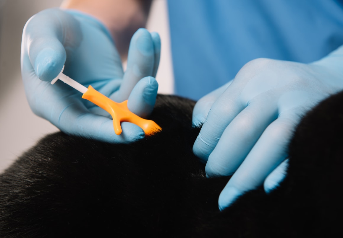 Kitten eerst chippen voor naar buiten