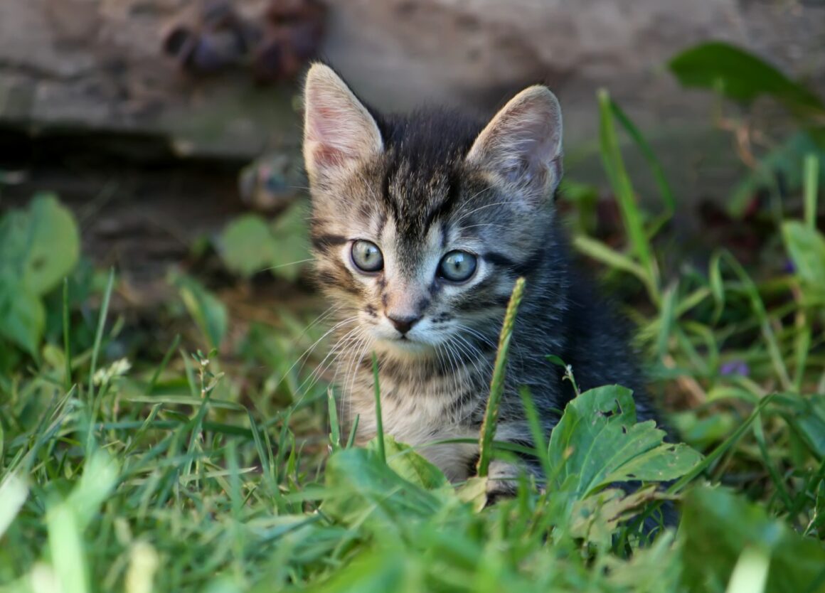 Kitten buiten laten: hoe pak je dat het beste aan?