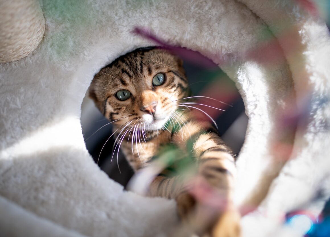 Een kitten in huis? Zo maak je jouw woning veilig