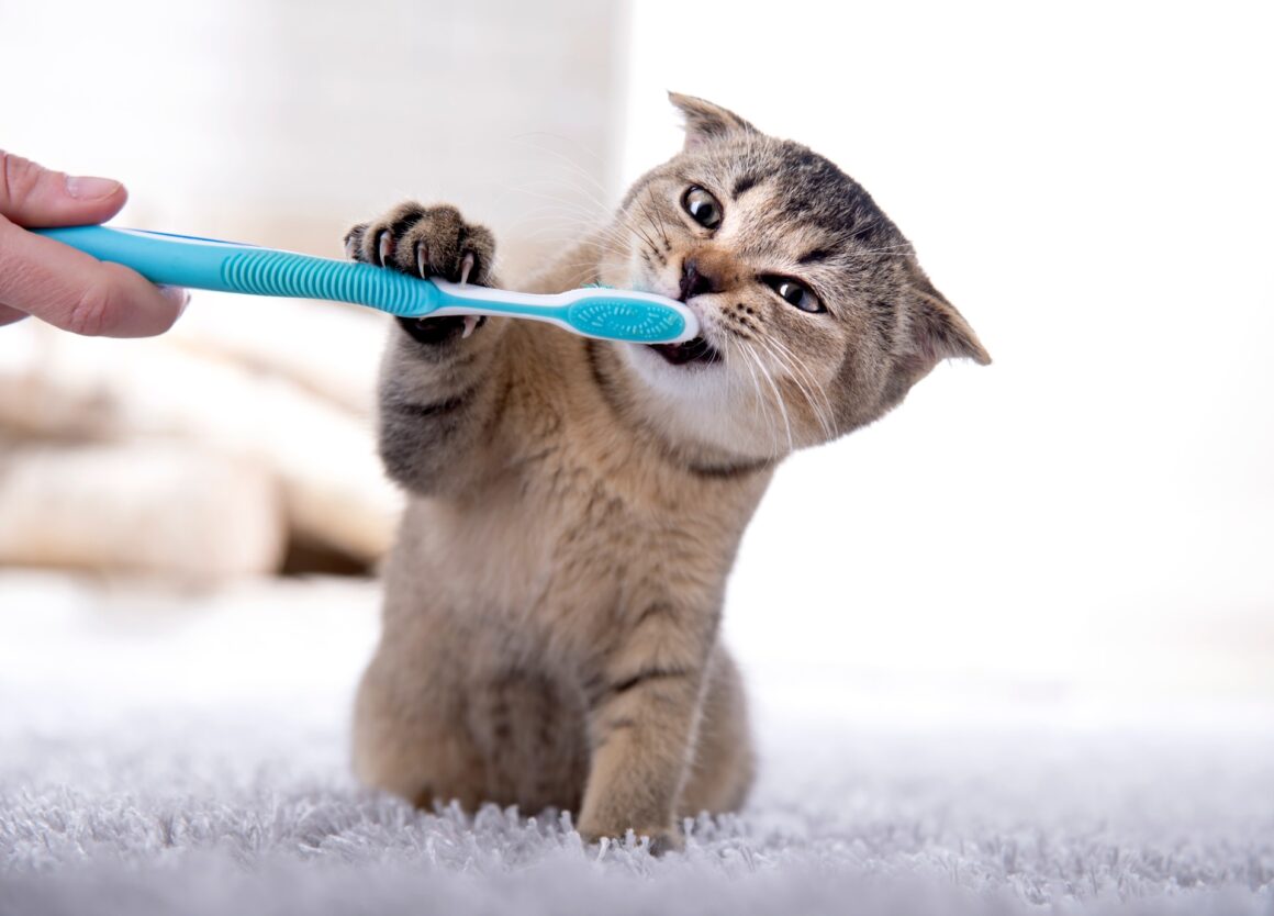 Kitten stinkt uit zijn bek: oorzaak en oplossing