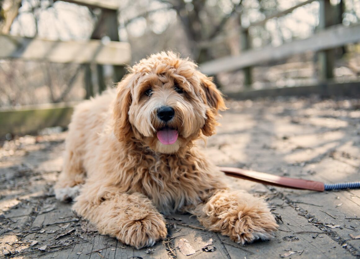 De Labradoodle behoort tot de meest lieve hondenrassen