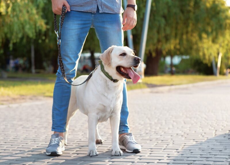 Labrador opvoeden: 7 praktische tips die je niet mag missen