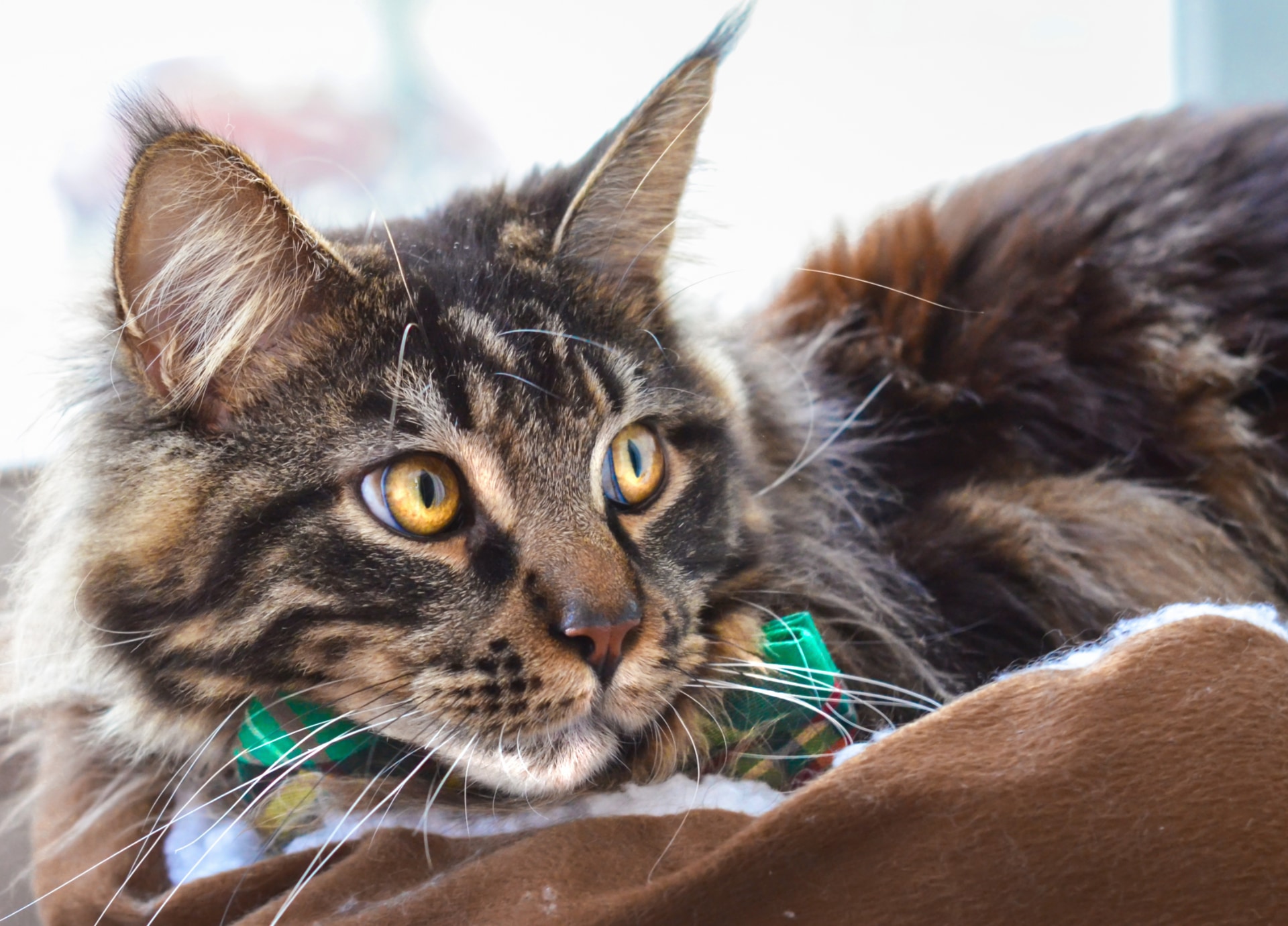 Langharig kattenras Maine Coon