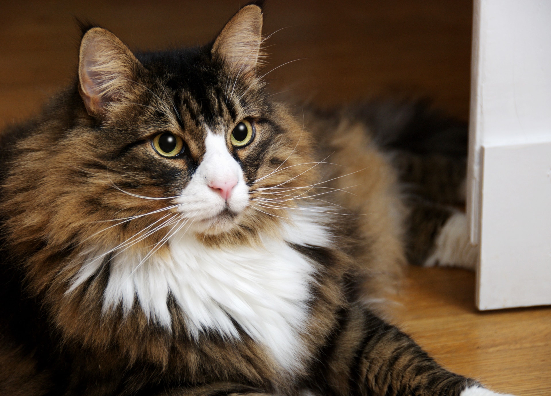 Langharig kattenras Noorse Boskat