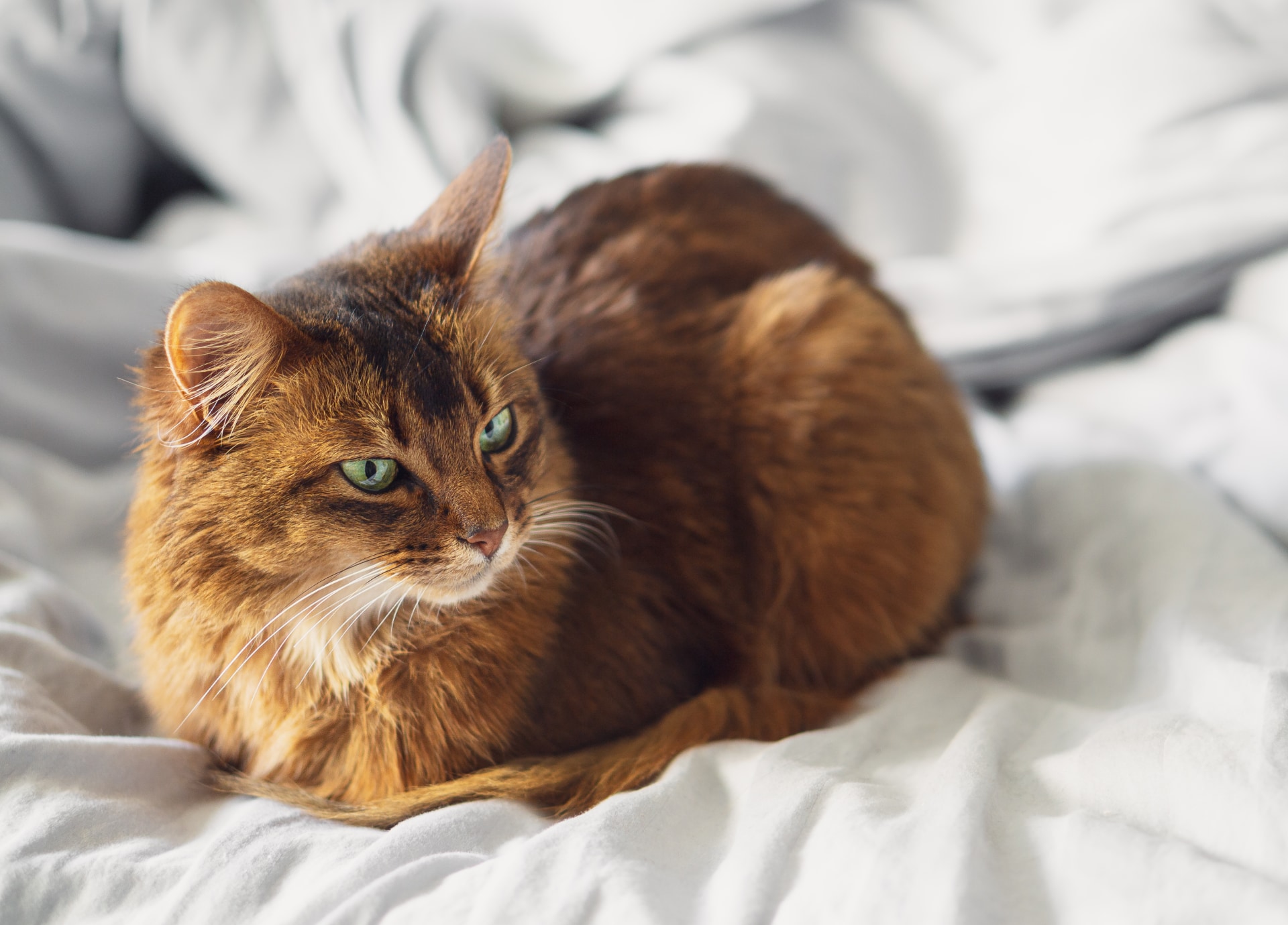 Langharig kattenras Somali