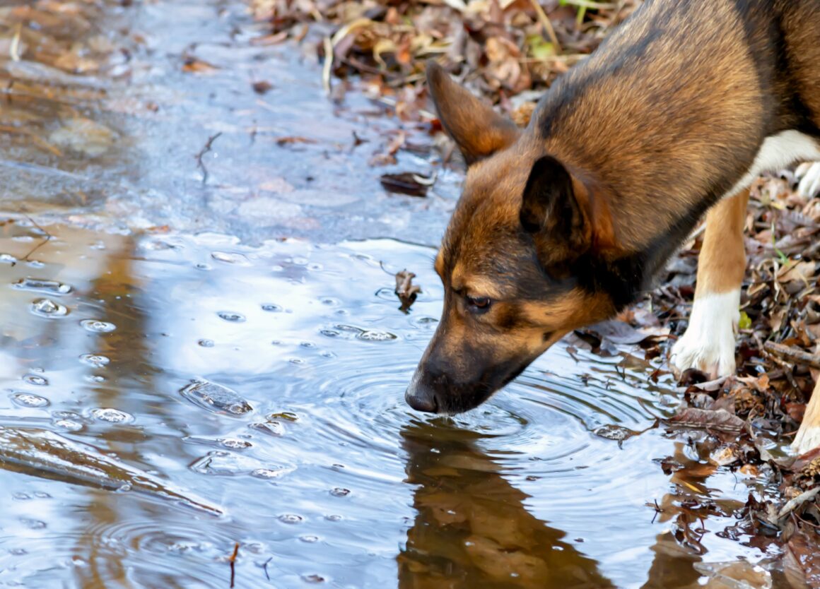Een hond vaccineren om leptospirose te voorkomen via besmet