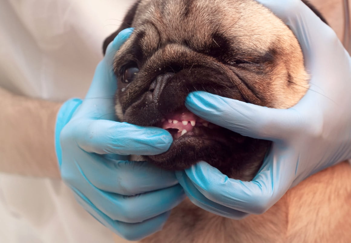 Ontsteken honden gebit en kan daardoor niet eten