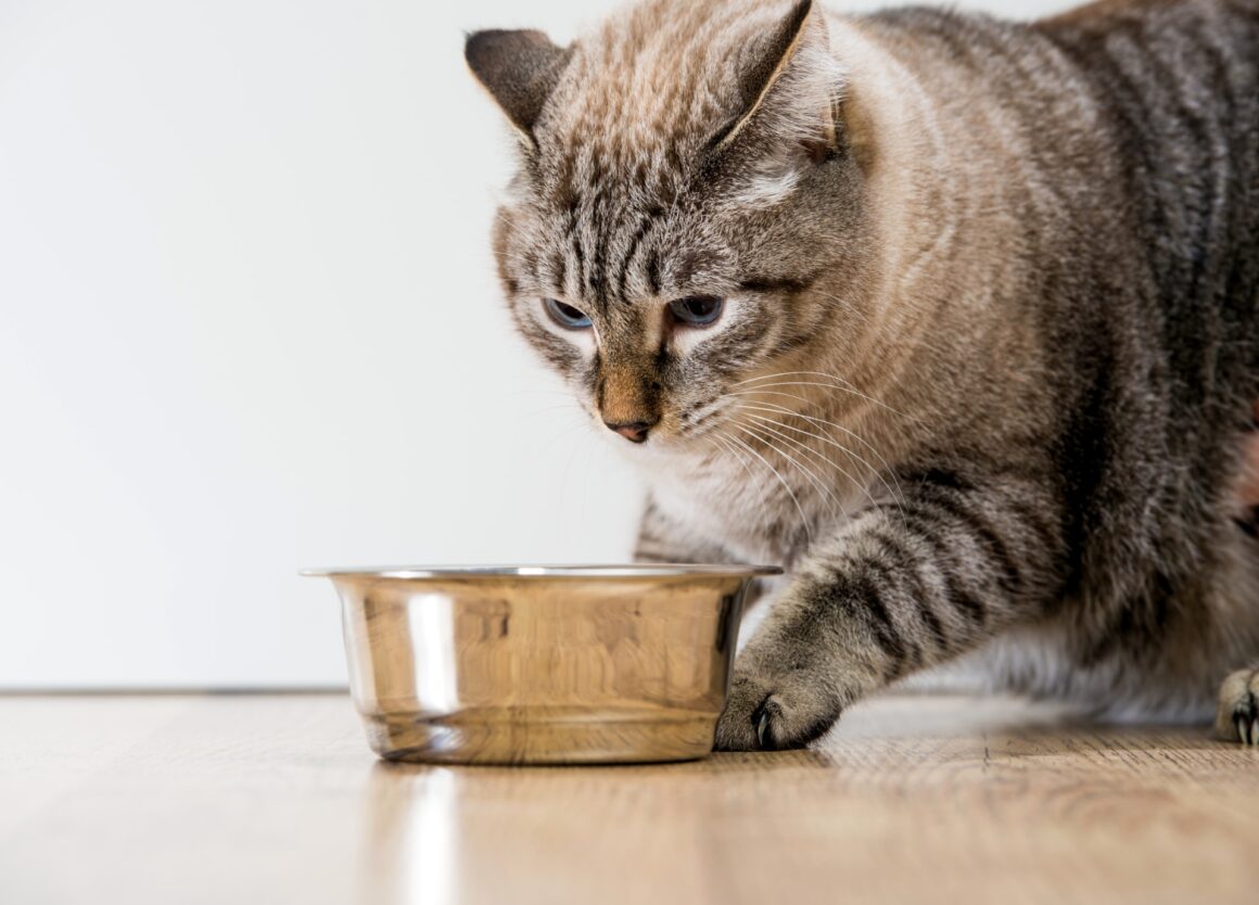 Oude kat eet niet meer: wat is er aan de hand?