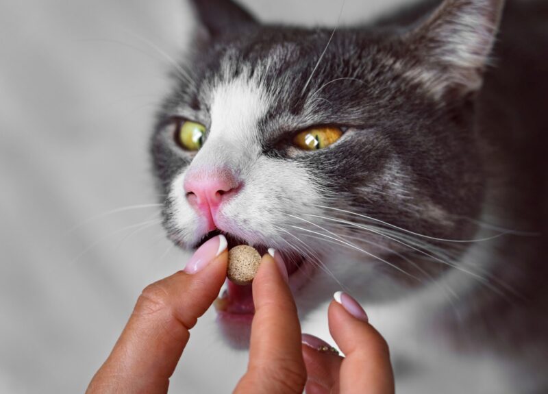 Pijnstillers voor katten: dit moet je erover weten