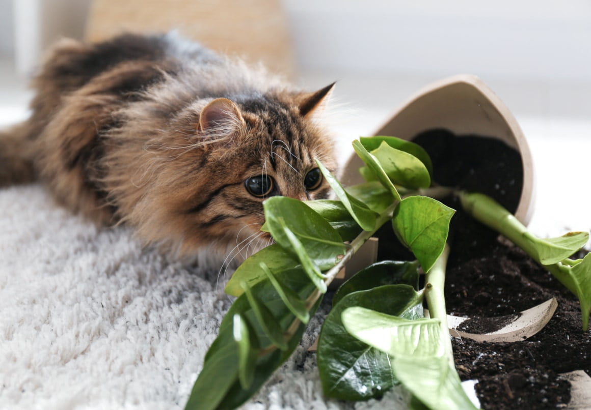 Planten die giftig zijn voor een kat