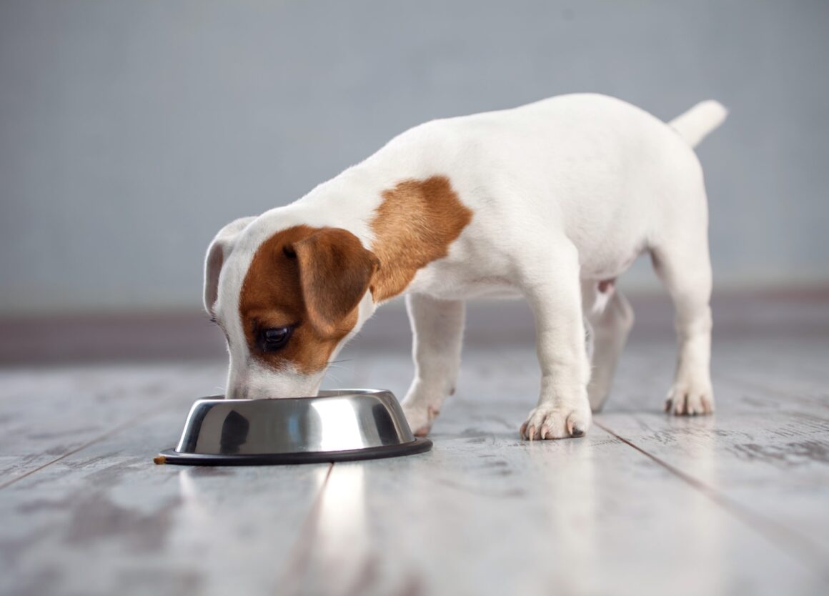 Dé 10 beste probiotica voor honden in 2023
