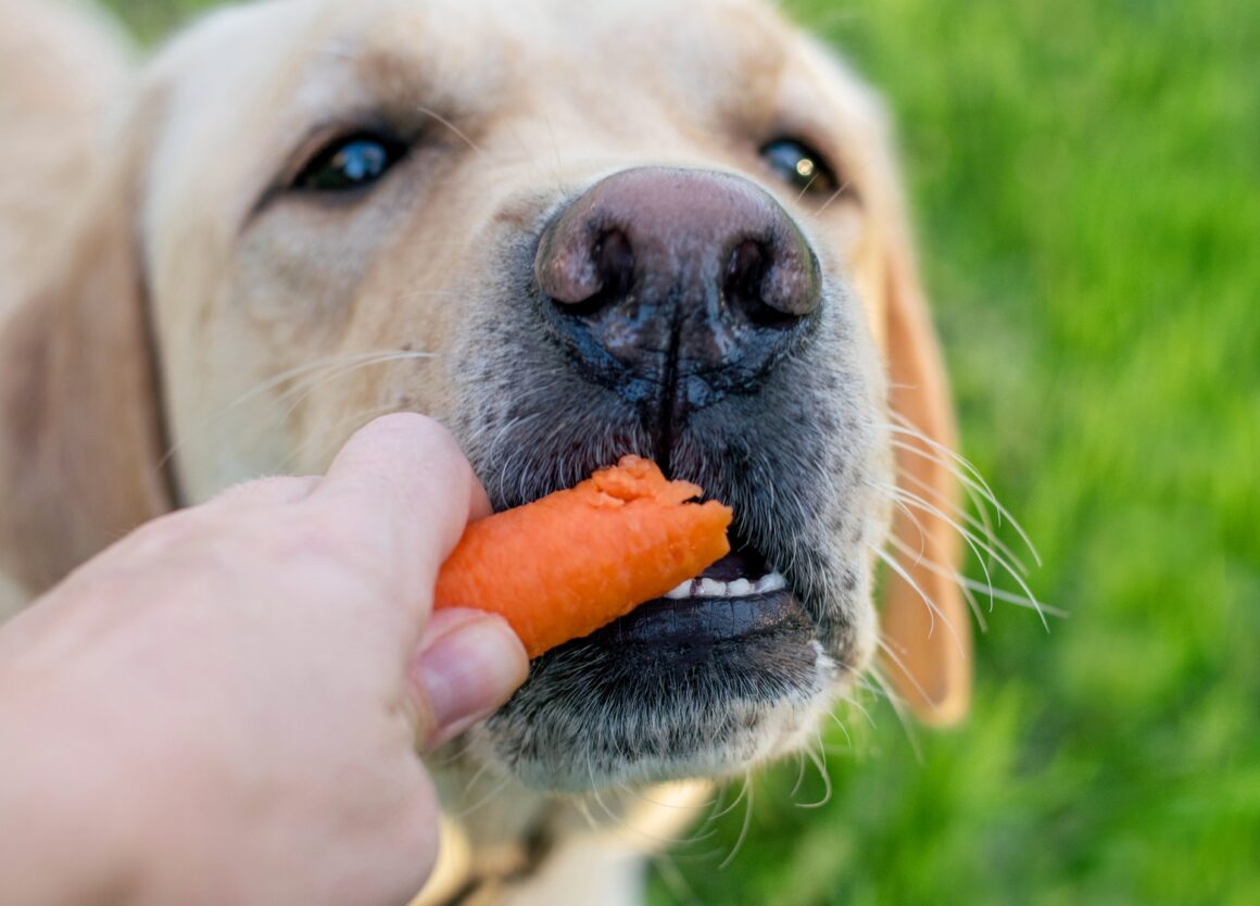 Probiotica voor honden aanvullen met wortel