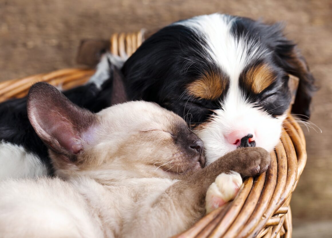 Een pup socialiseren met een kat
