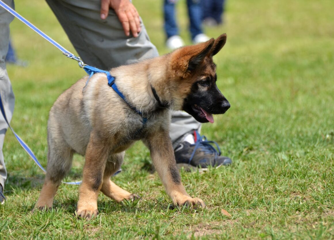 Een pup socialiseren doe je met een puppycursus