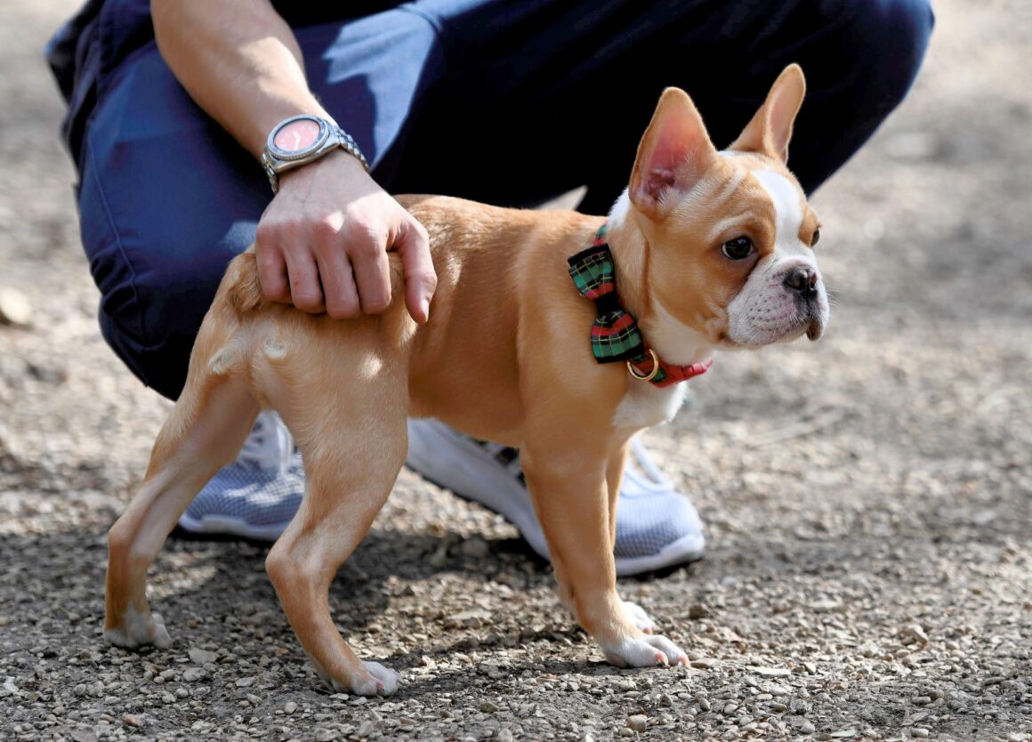 Hoe lang en hoe vaak moet je een pup uitlaten?