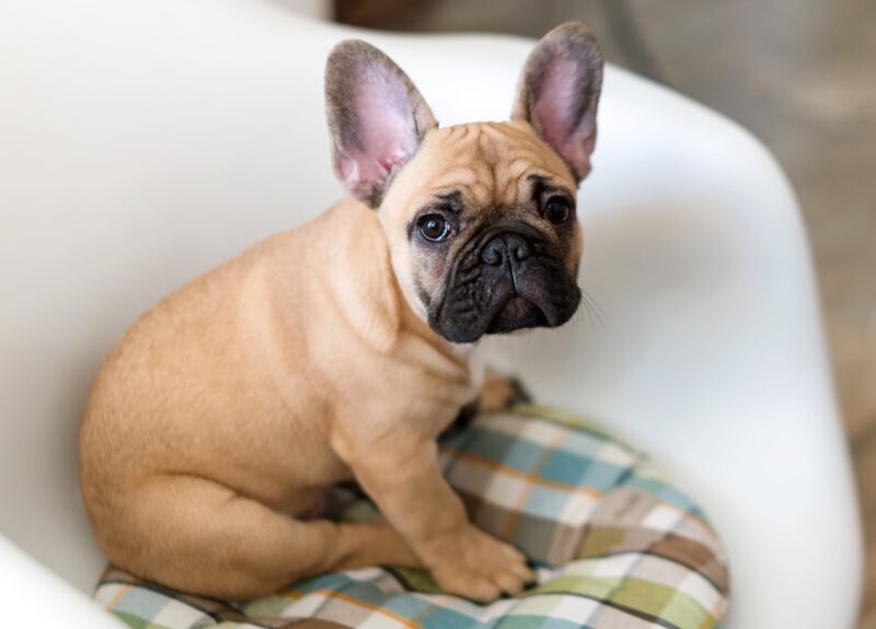 Puppy blaffen afleren met een makkelijk trainingsplan