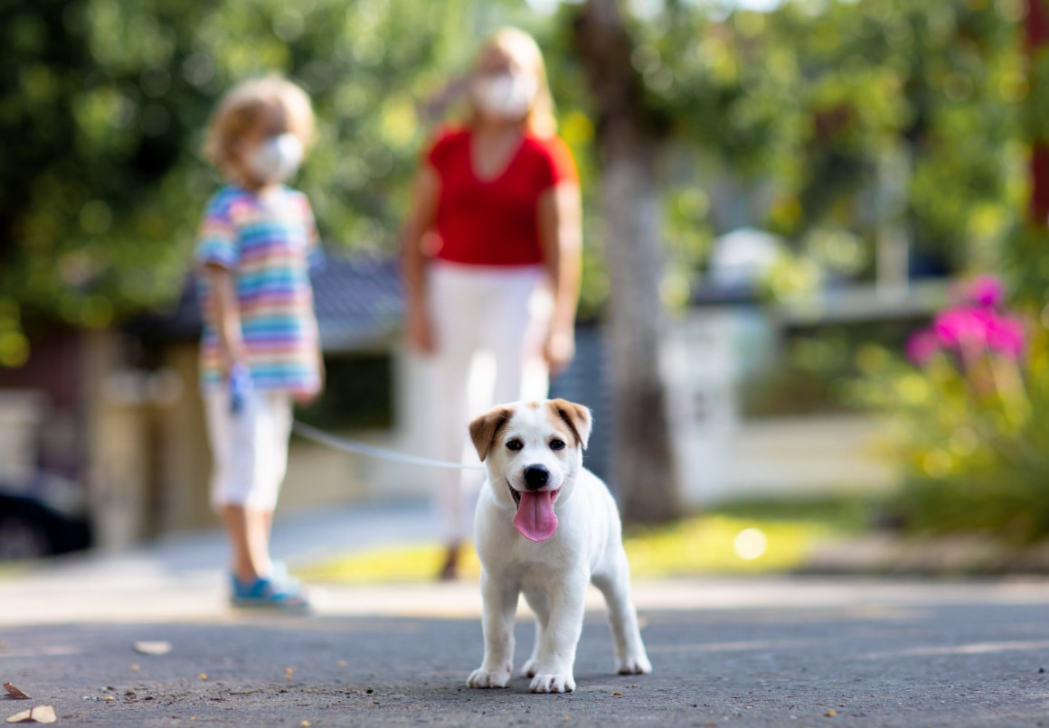 Puppy sociaal maken op straat