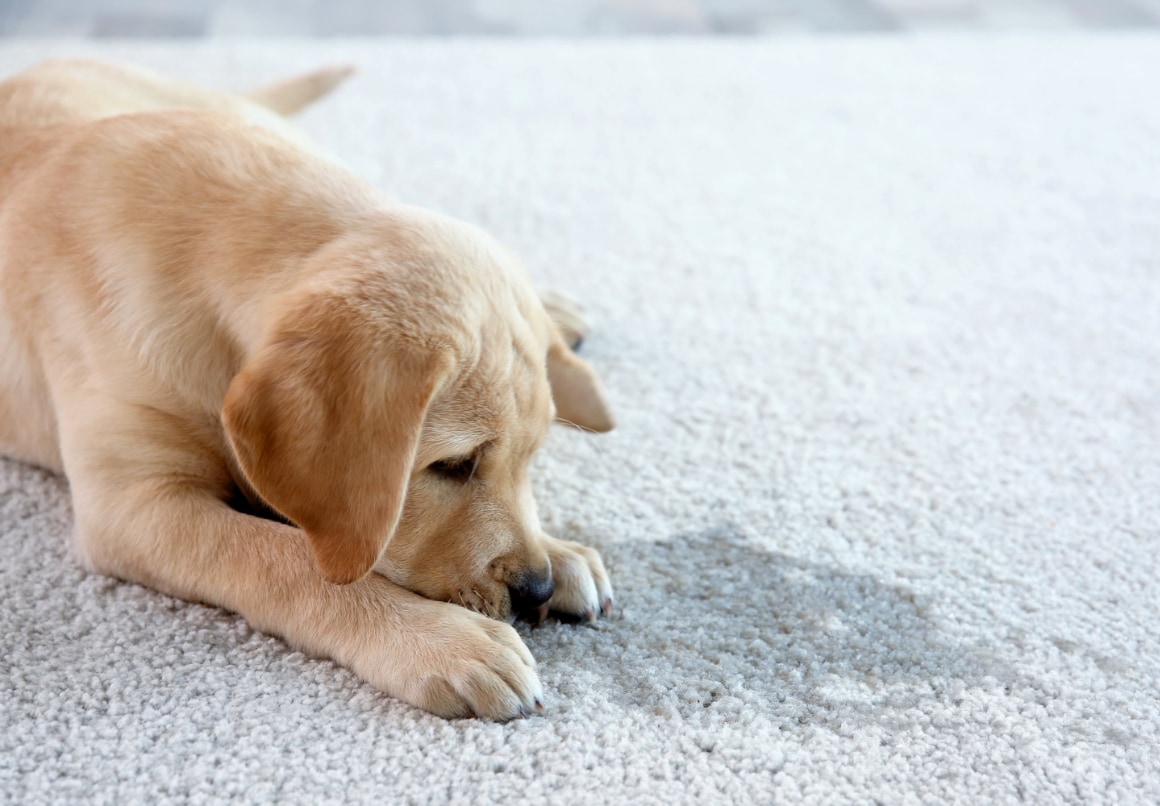 Puppy zindelijk maken plasje in huis