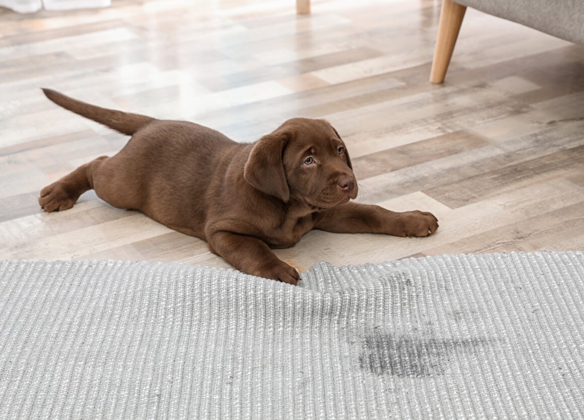 In 4 makkelijke stappen jouw puppy zindelijk maken
