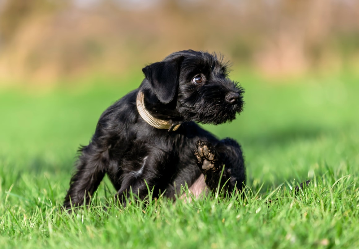 Riesenschnauzer pup buiten in het gras
