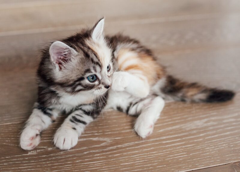 Dit is hoe je roos bij katten effectief kunt behandelen