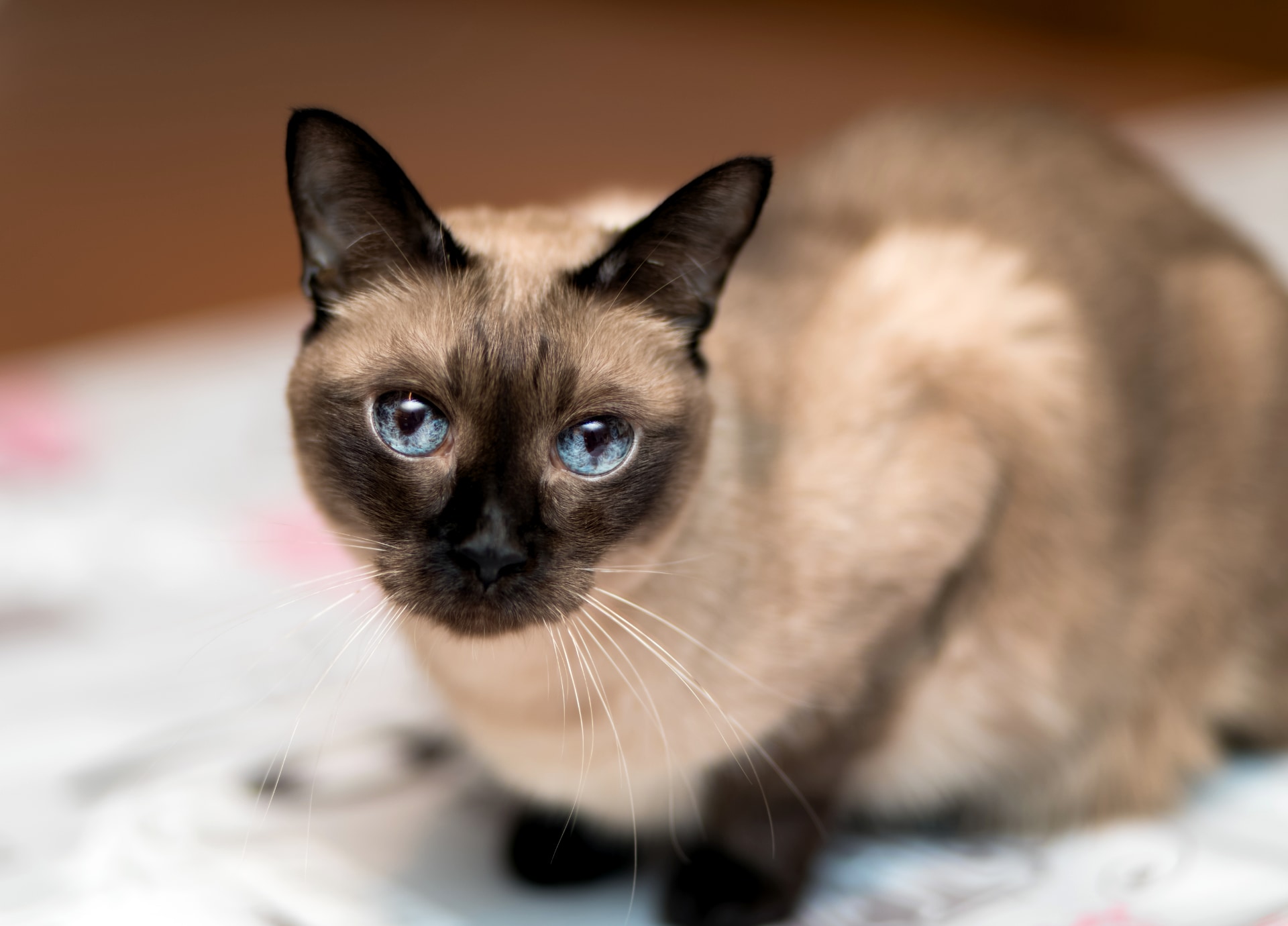 Siamees kater miauwt veel