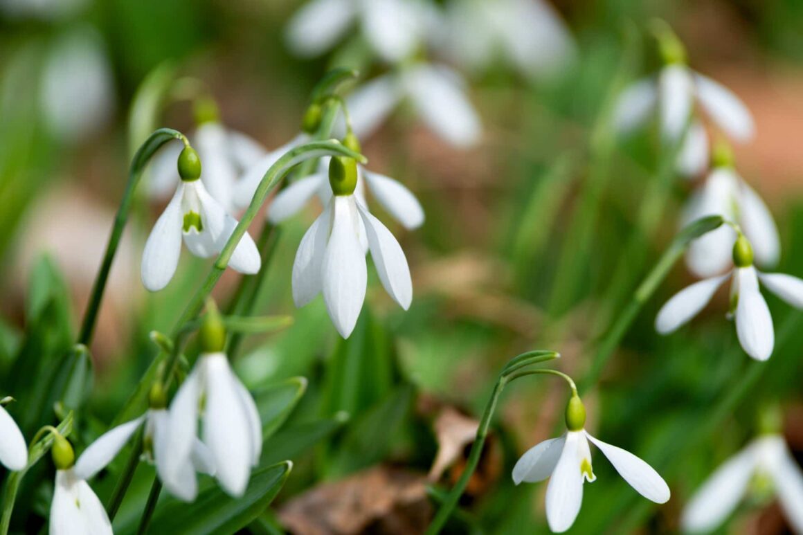 Sneeuwklokjes planten verzorgen ws01v01 235079280