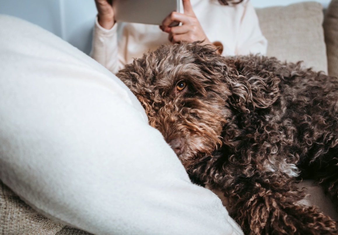 Spaanse waterhond thuis op de bank
