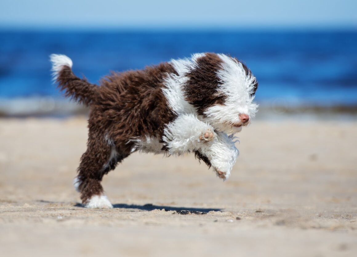 Spaanse waterhond kopen? Lees dan eerst deze tips