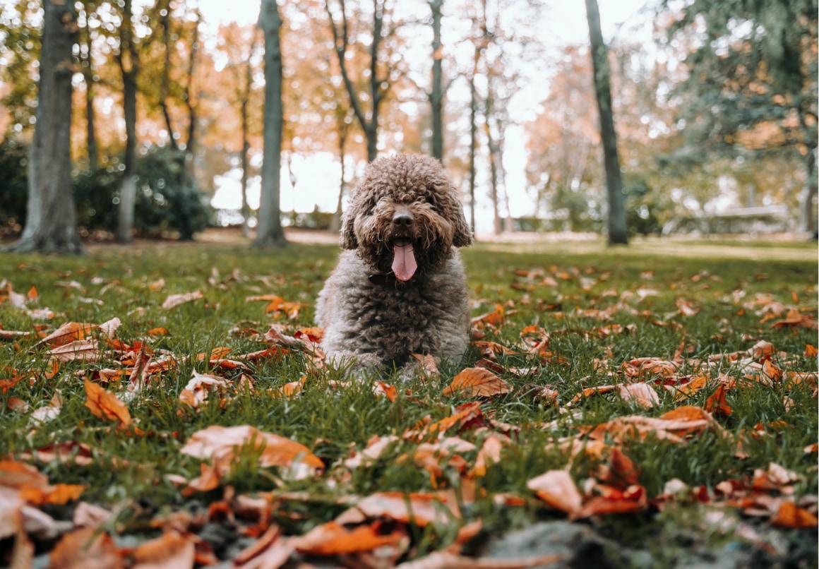Spaande waterhond pup buiten in het gras