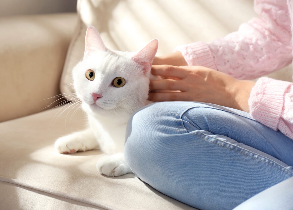 Verandert het gedrag na de sterilisatie van een kat?