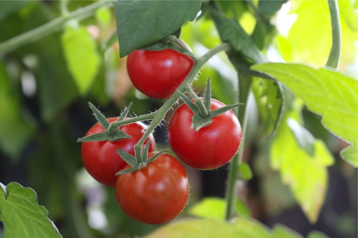 Tomaten kweken zaaien oogsten ws01v01 1610296 scaled