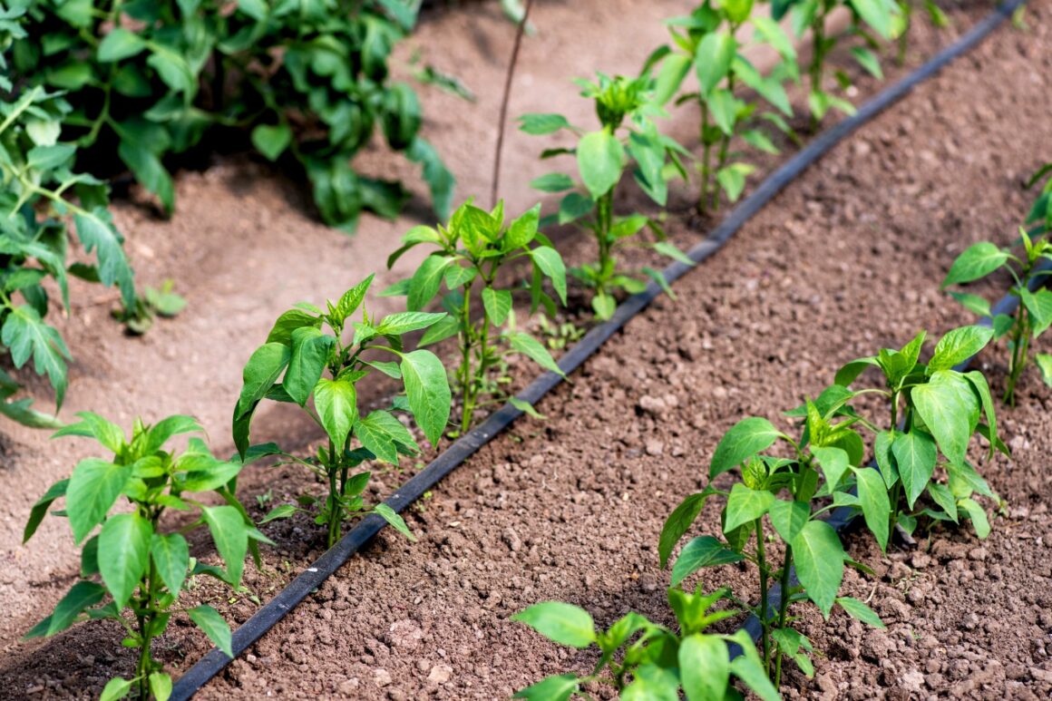 Peper en tomaten water geven met druppelslang