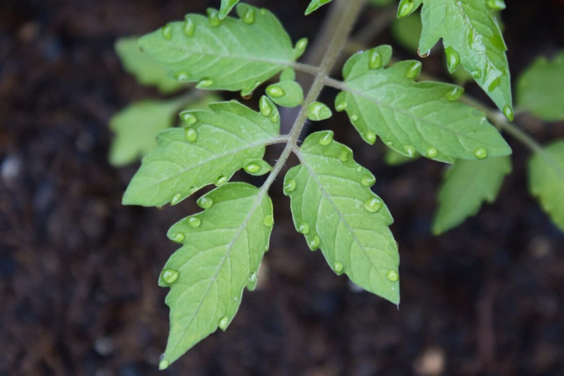 Voorkom water op de tomatenplant