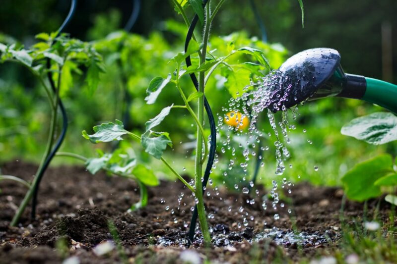 Tomaten water geven