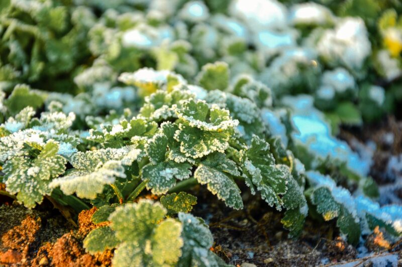 Tuinkalender februari