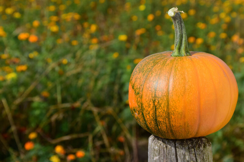 Tuinkalender september ben jij klaar voor de herfst