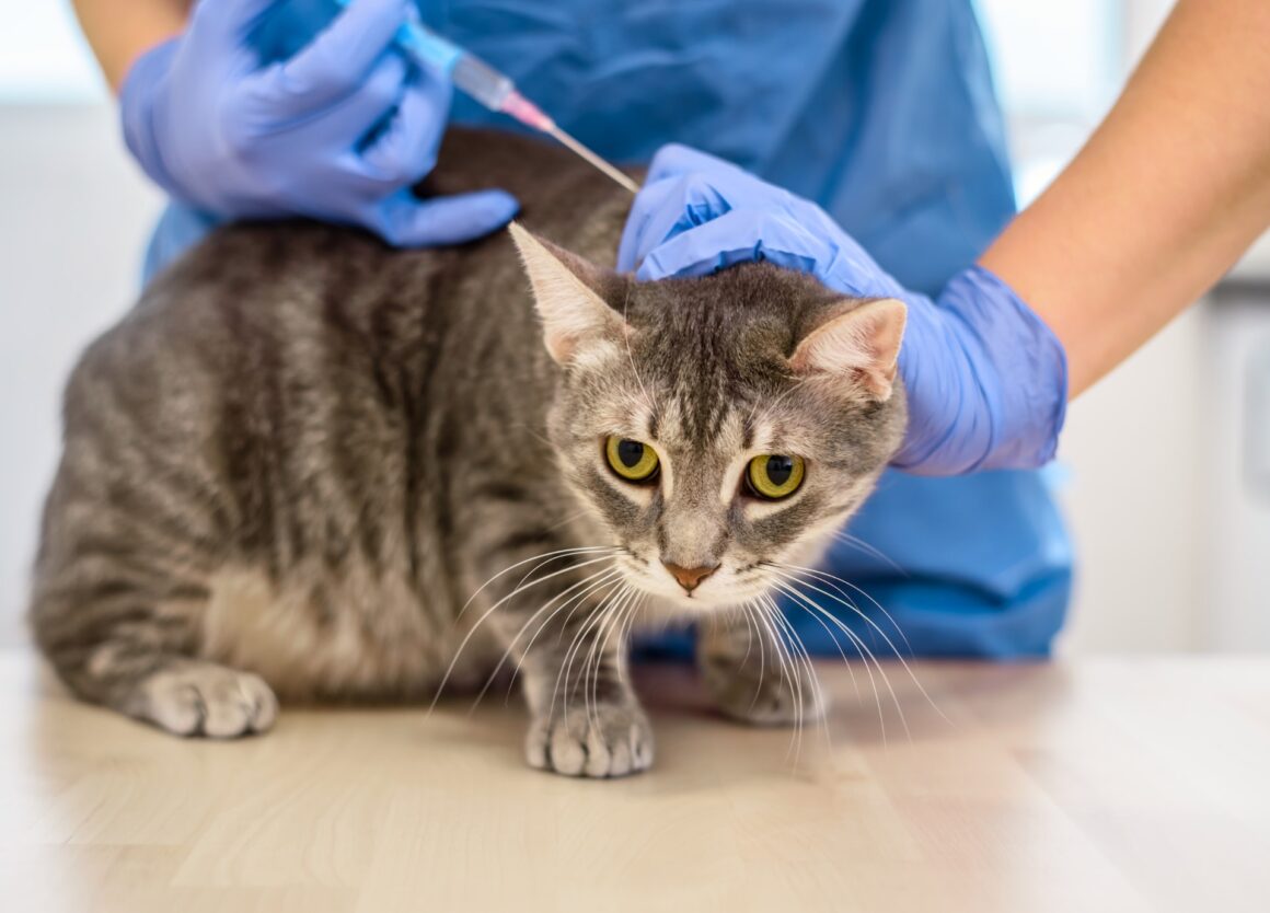 vaccinatie-schema-voor-een-kat