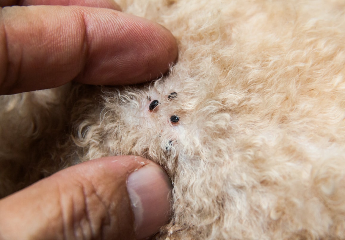 Vlooien bij honden herkennen