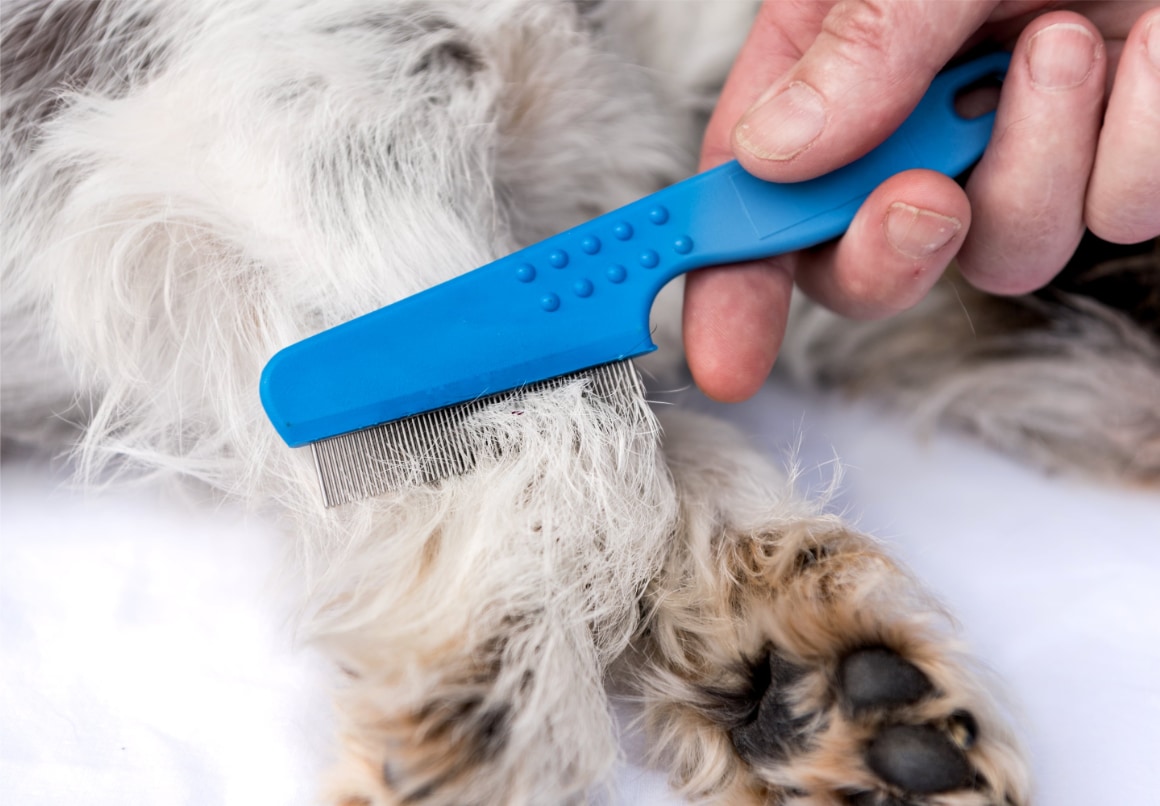Vlooien bij hond uitkammen met vlooienkam
