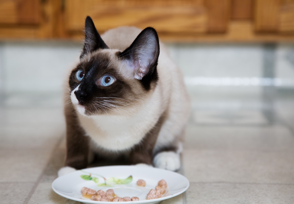 Voeding voor oudere katten lekkerder maken